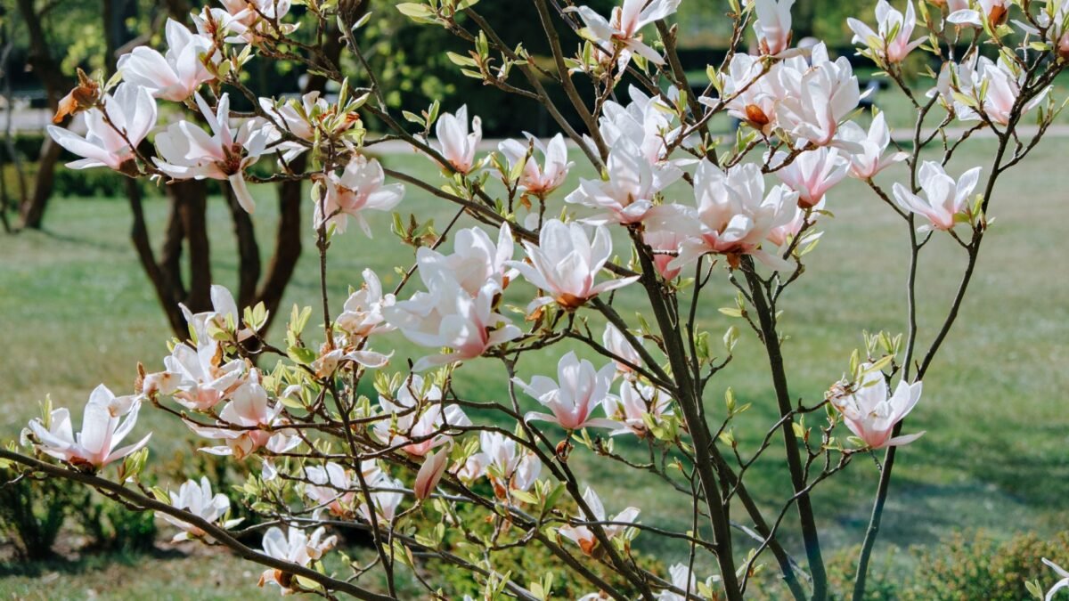 O kokios magnolijos auga jūsų pačios sode? Gal turite savo favoritę?